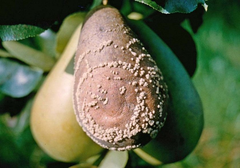 Плодова гниль на груші