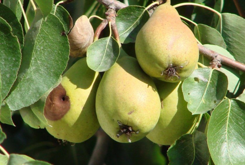 Плодова гниль у груші