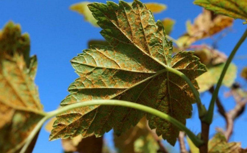 Бокальчатая іржа листя смородини