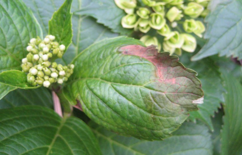 Опіки листя гортензії