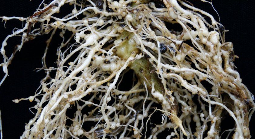 Галова нематода на коренях гортензії
