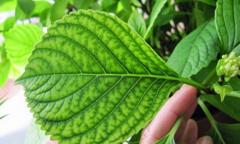 Хлороз листя гортензії
