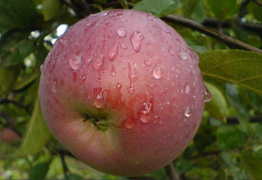 Плоди яблуні Орлик