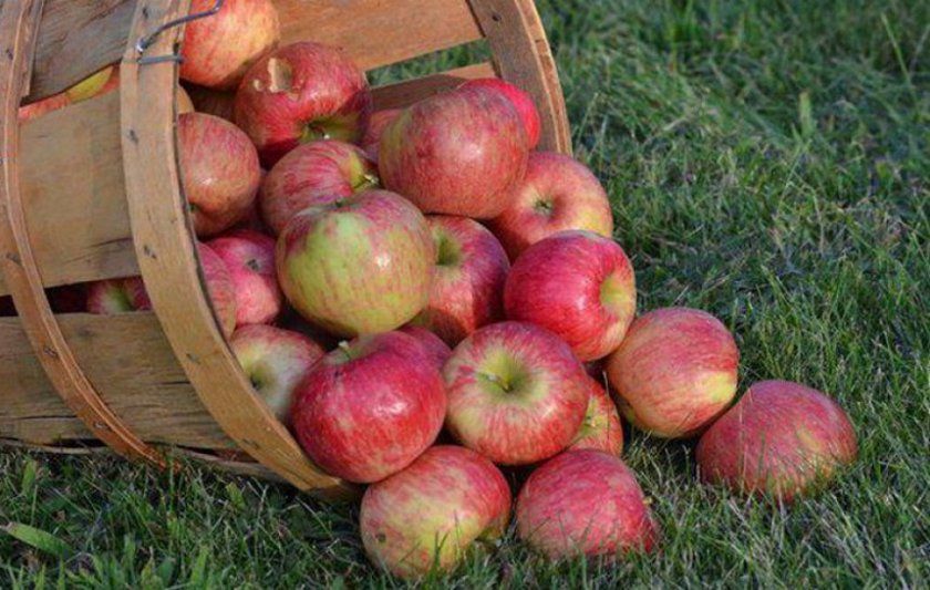 Урожай яблук Орлінка