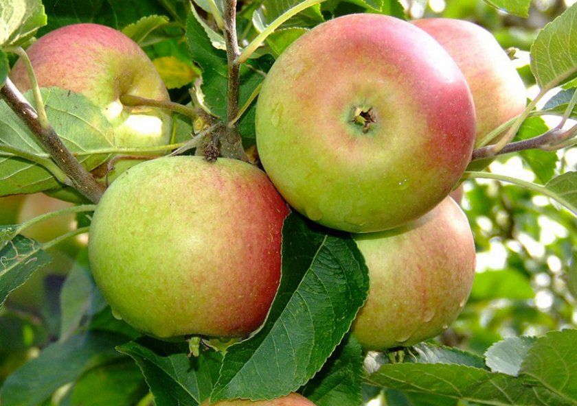 Плоди яблуні Орлінка