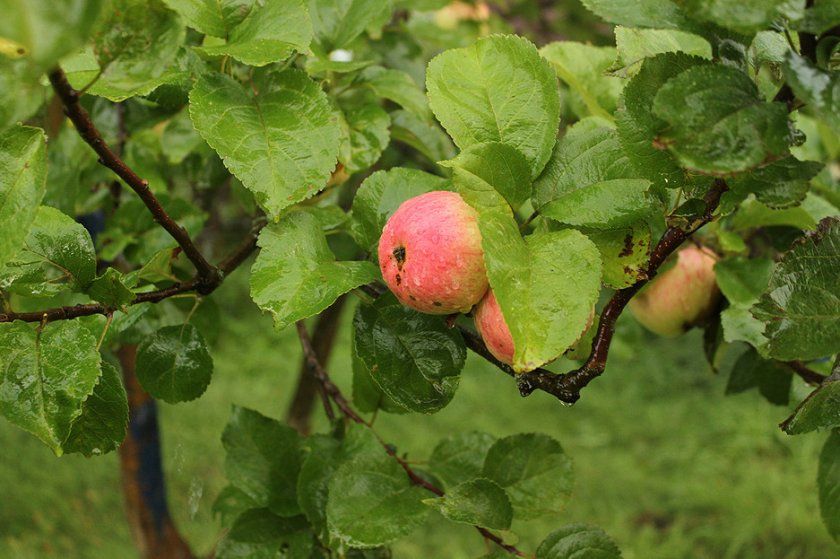 Яблуня Рожевий налив