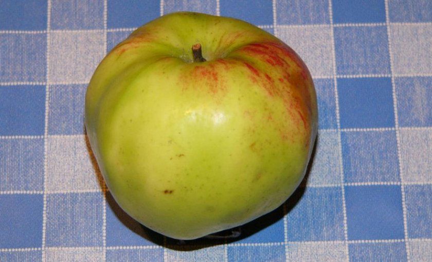 яблуко Витязь