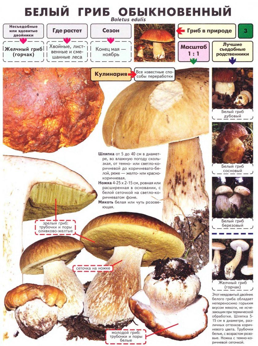 Опис білого гриба