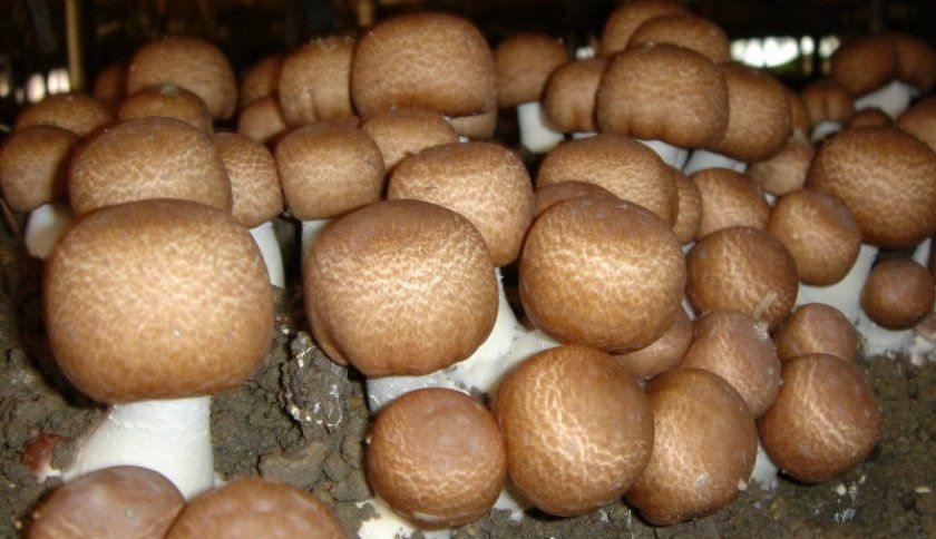 Вирощування білих грибів