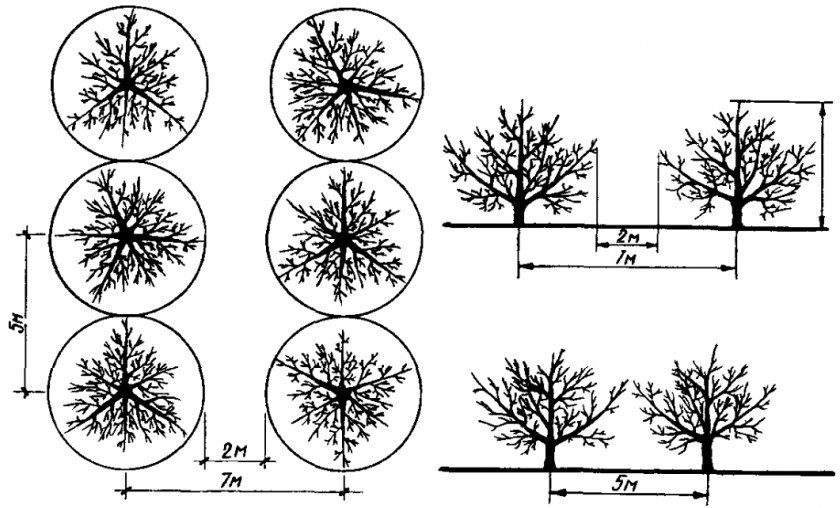 Схема відстані між деревами