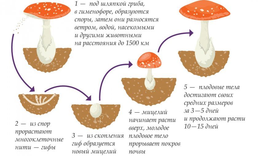 Як розмножуються гриби