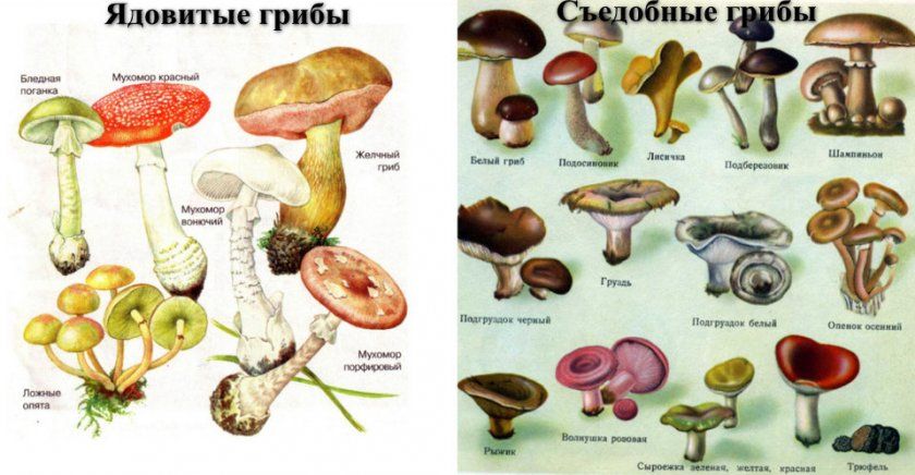 Отруйні і їстівні гриби