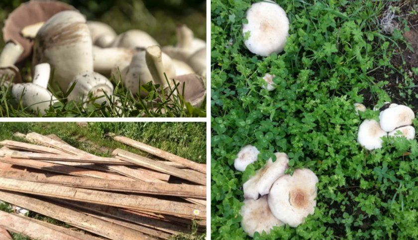 вирощування грибів