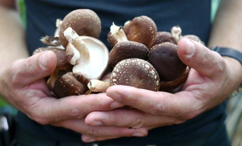 Корисні властивості грибів шиітаке