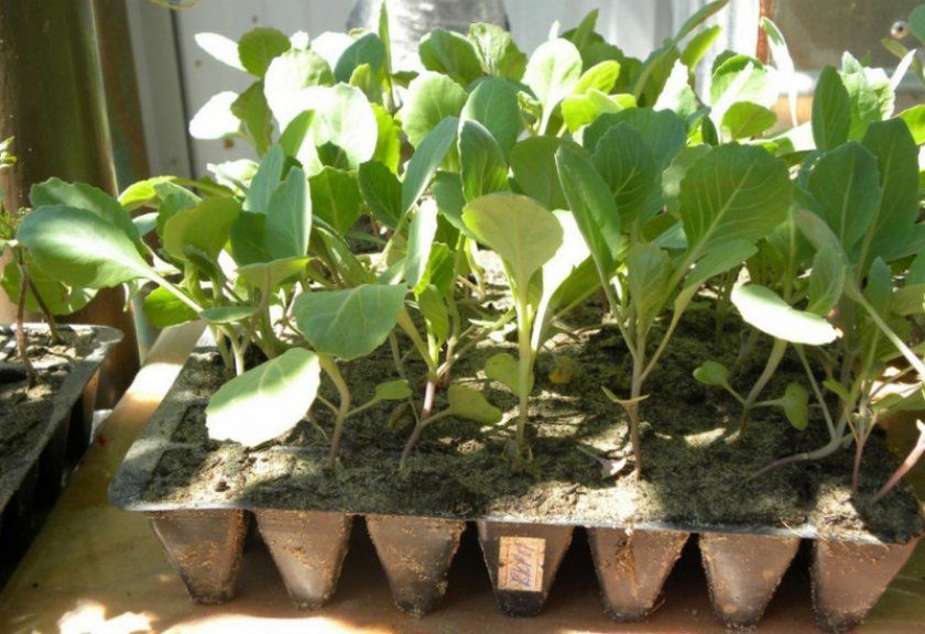 Вирощування розсади капусти