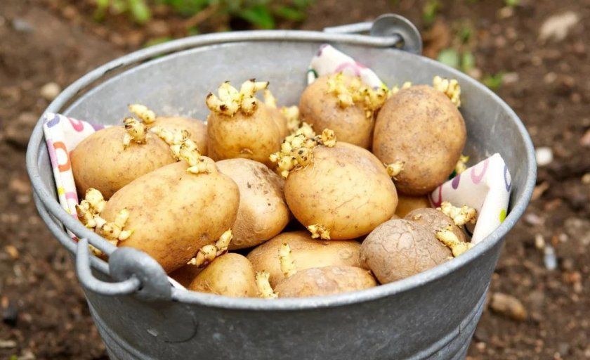 Пророщування картоплі перед посадкою