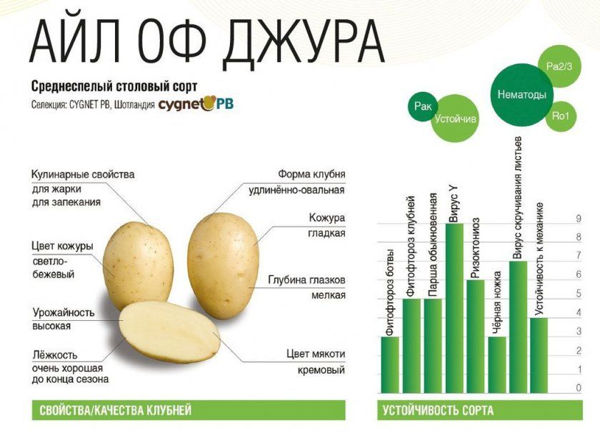 Характеристика картоплі Айл оф Джура