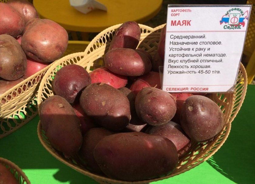 Картопля сорту Маяк