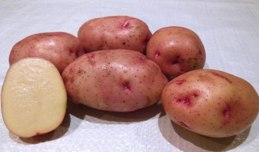 Картопля Жуковський