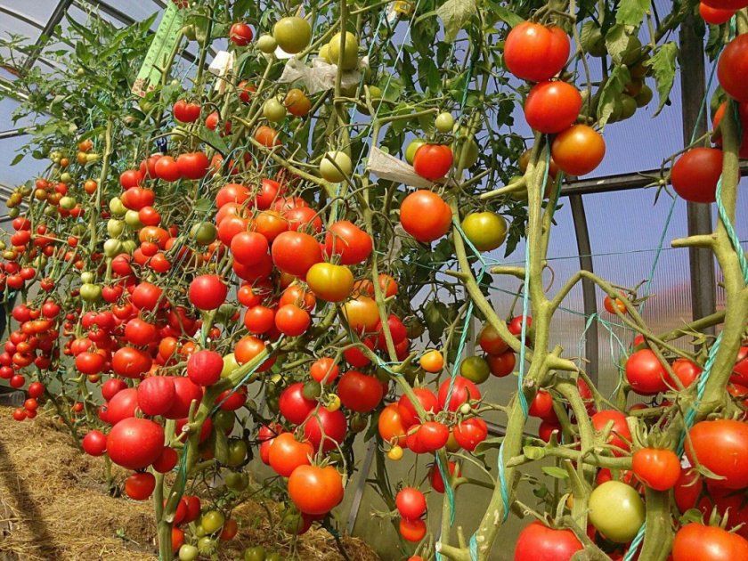 вирощування помідорів