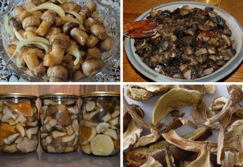 Застосування грибів в кулінарії
