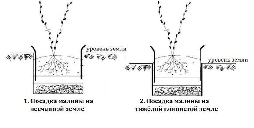 Схема посадки малини