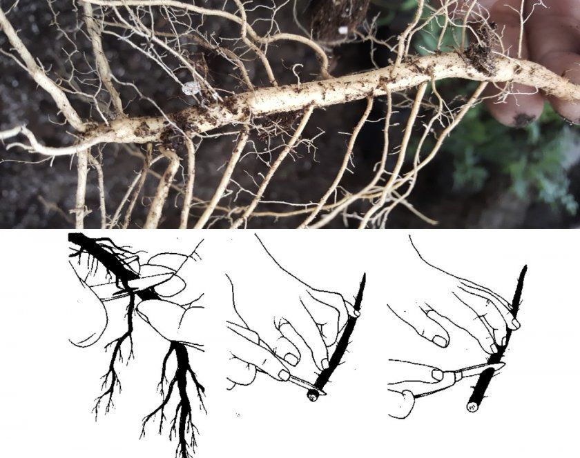 Нарізка кореневих живців малини для розмноження