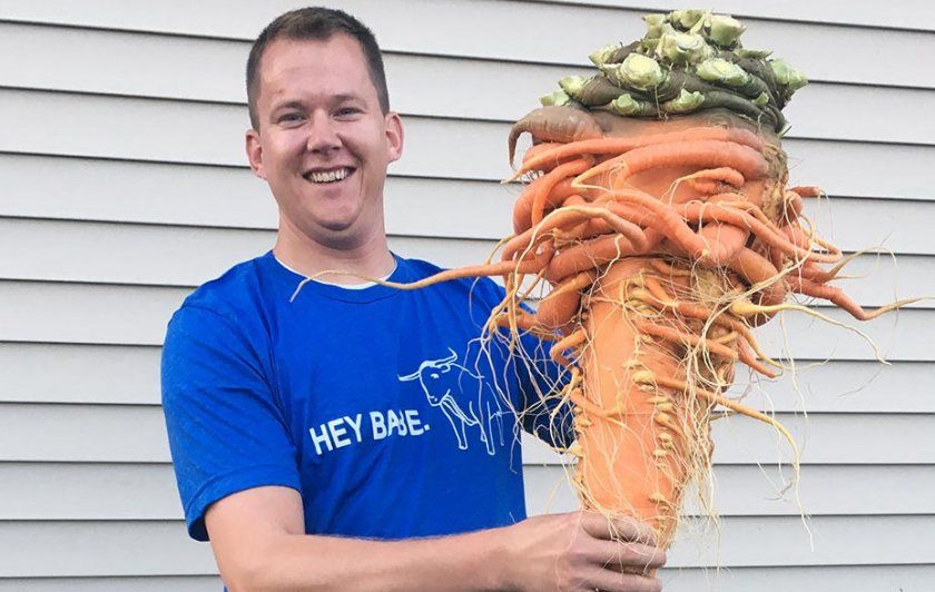 Найбільша морква