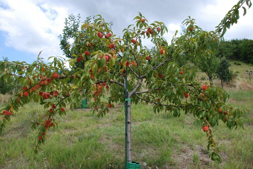Сформований персикове дерево