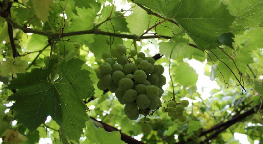 Виноград влітку