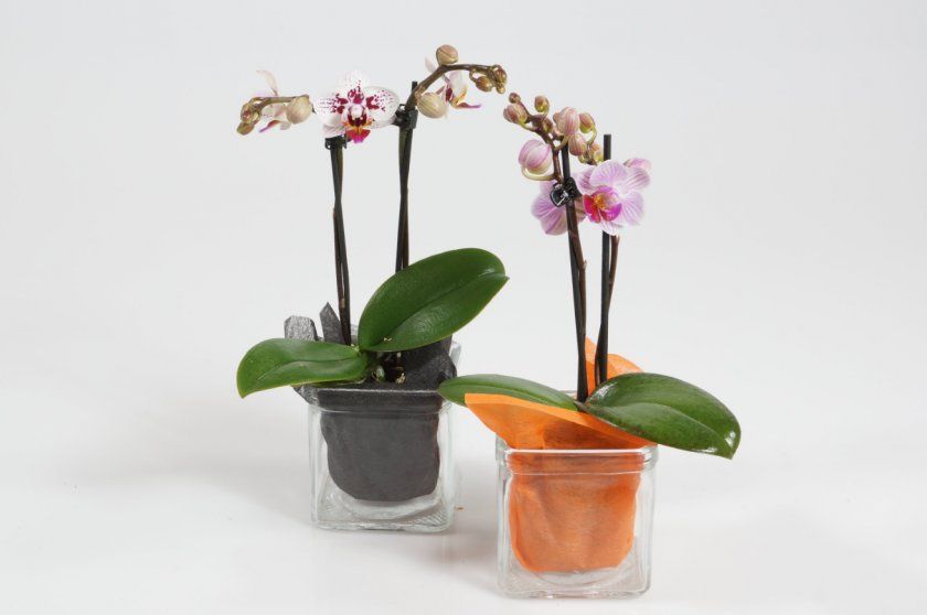Орхідеї фаленопсис міні