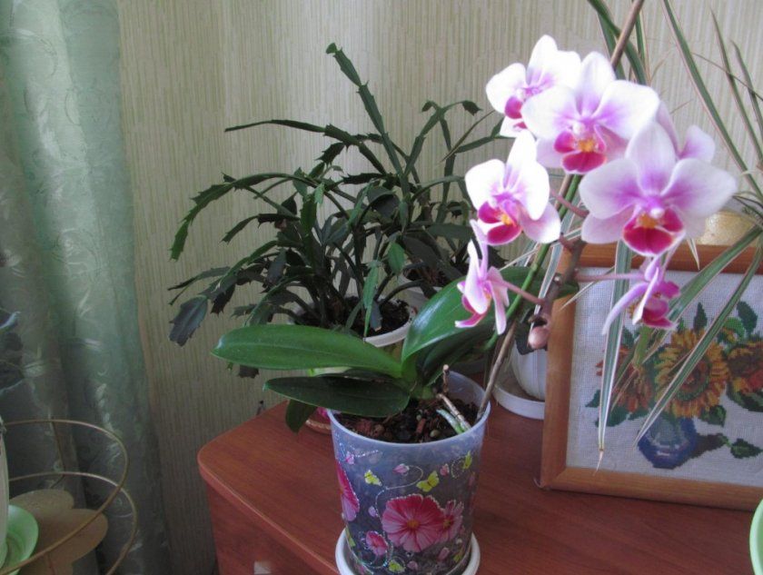 Орхідея фаленопсис міні