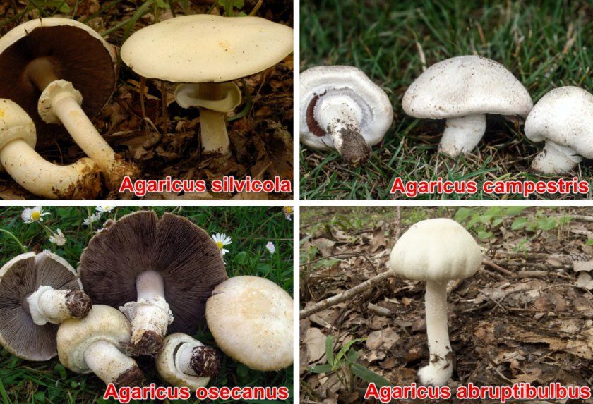 різновиди грибів