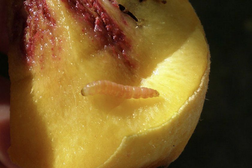 Східна плодожерка в персику
