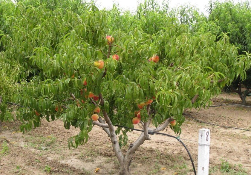 Персикове дерево сорту Редхейвен