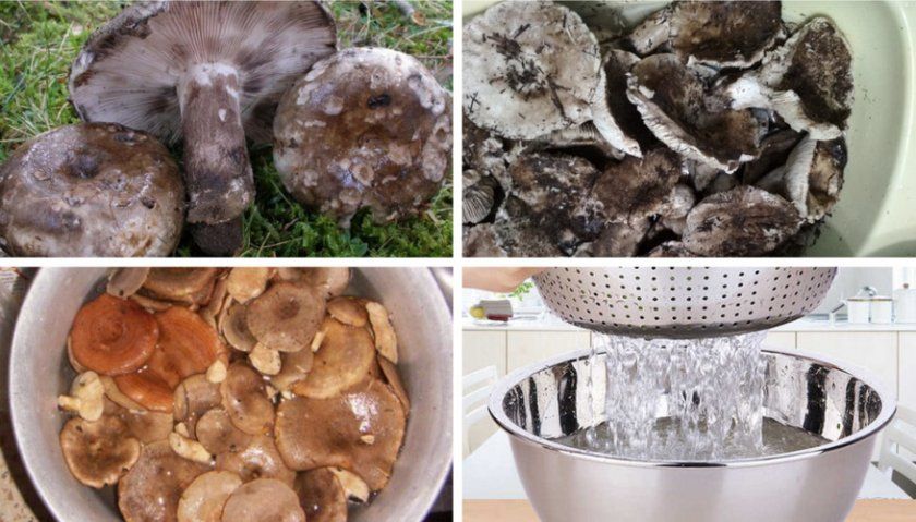 Процес підготовки грибів