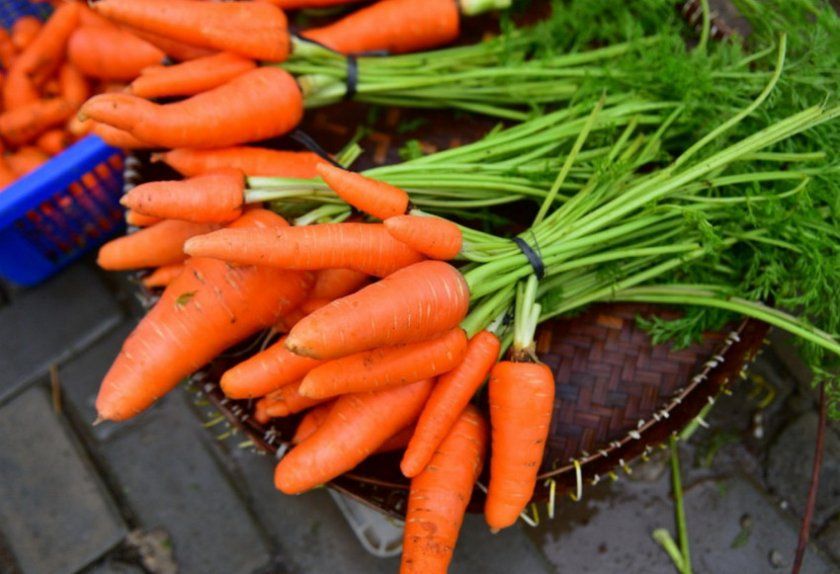 Морква сорти Манго