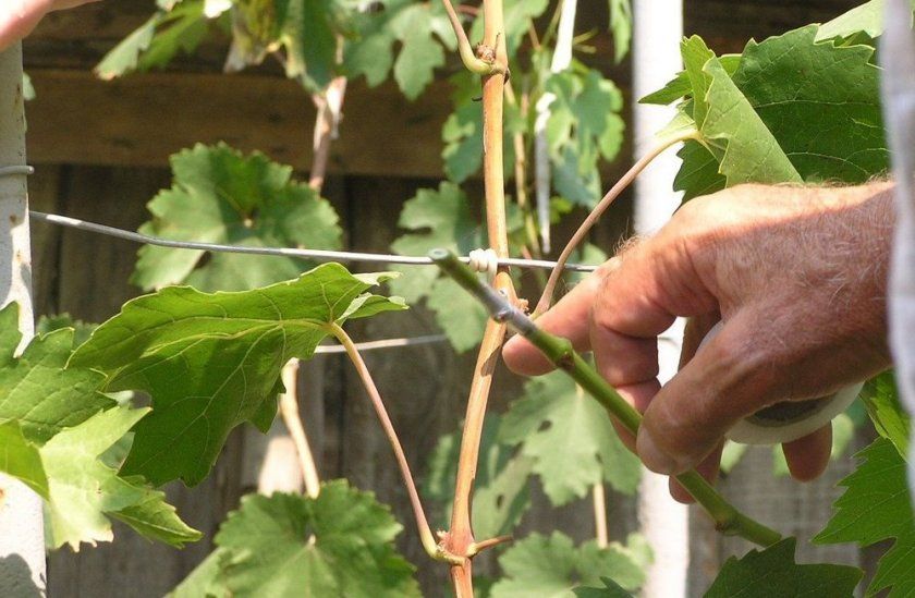 Особливості розмноження винограду прікапиваніем лози