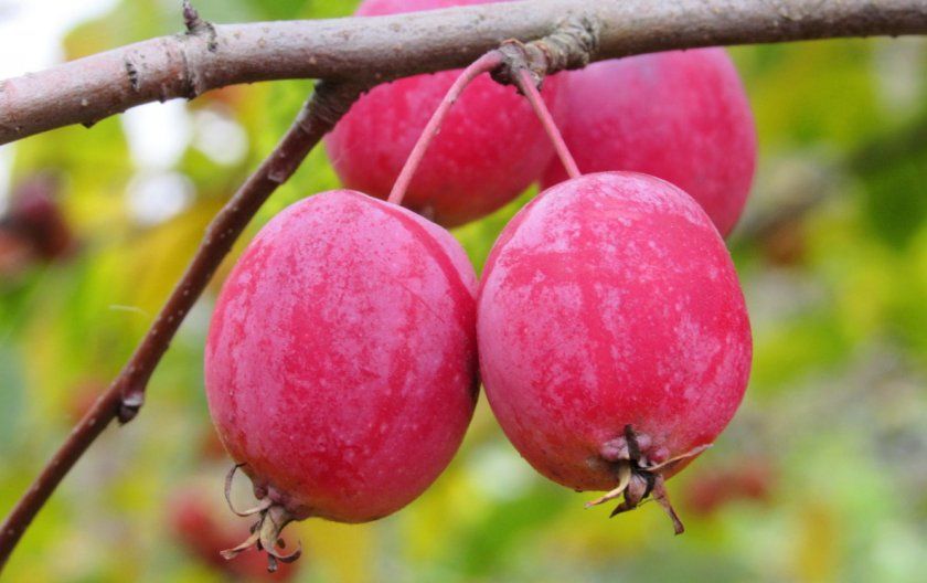 Плоди Райського яблуні