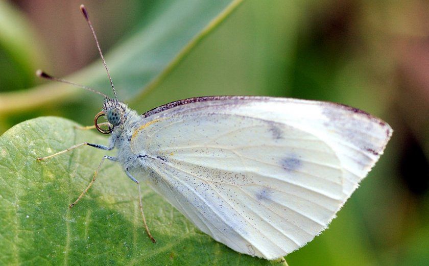 Метелик белокрилка на капусті
