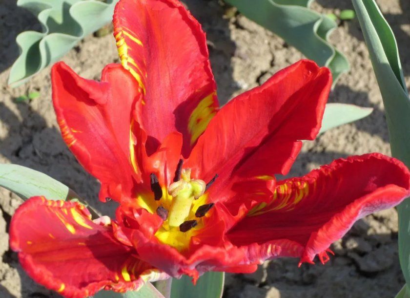 Песролепестность тюльпана