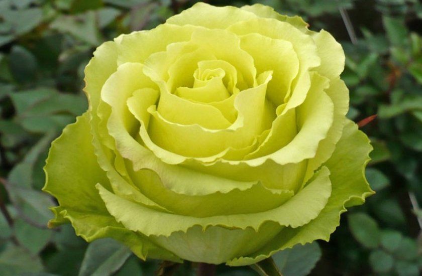 Роза сорту лимбо
