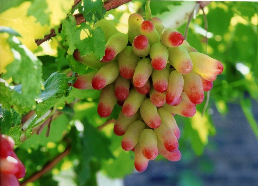 Переваги та недоліки винограду манікюр фингер