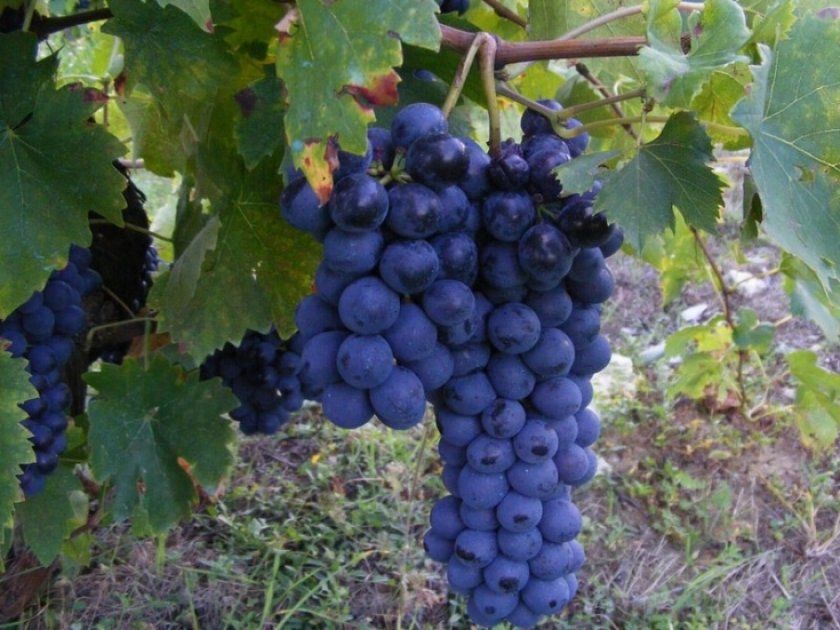 Виноград захват чорний