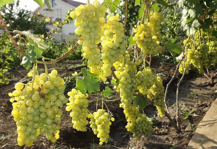 Як садити виноград захват