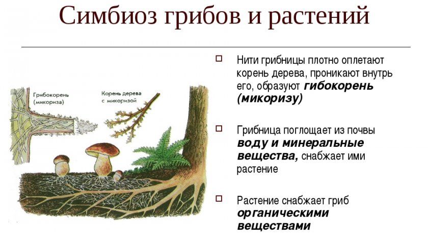Симбіоз грибів і рослин