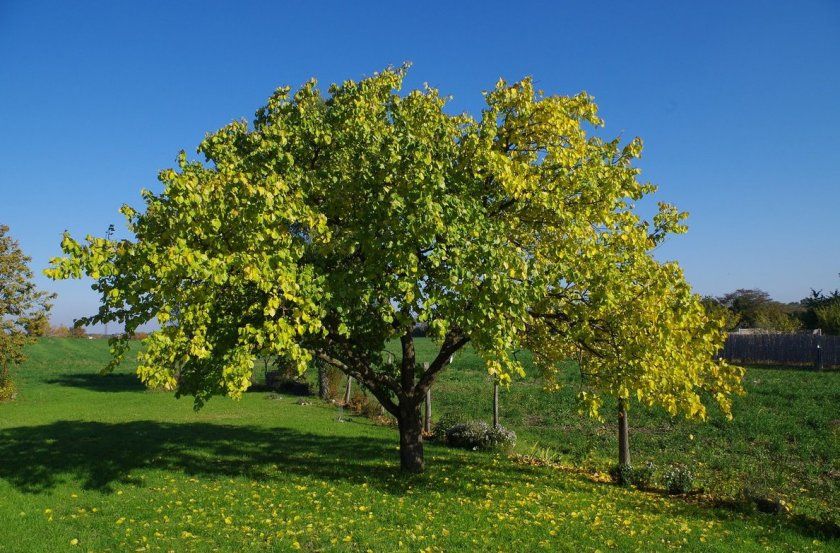 Абрикосова дерево