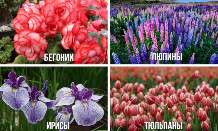 Квіти, поєднувані з гортензією
