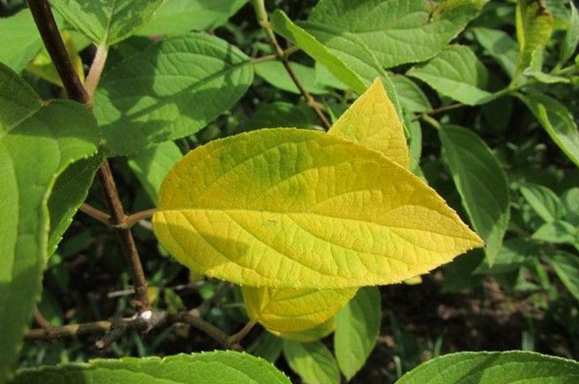 Пожовтіння листя гортензії