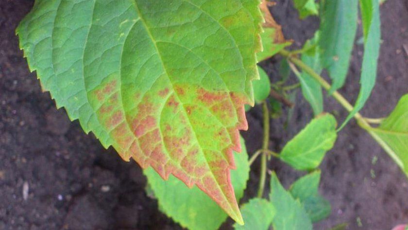 Іржа листя гортензії